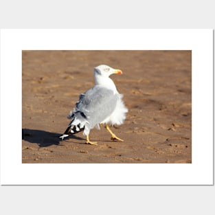 Seagull in a windy day with ruffled feathers Posters and Art